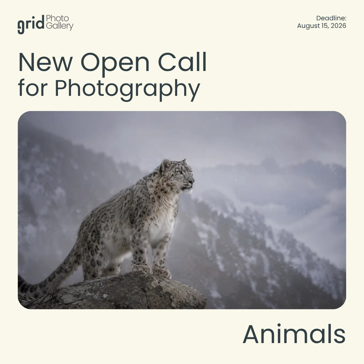 Animals Open Call 2026 Grid Photo Gallery